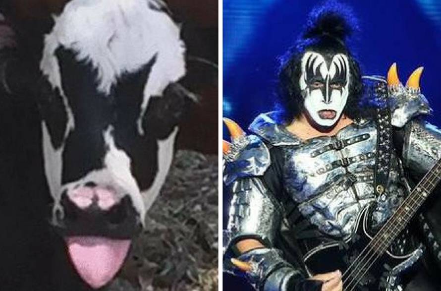 Je li i vama ovo tele slično legendarnom rock glazbeniku?