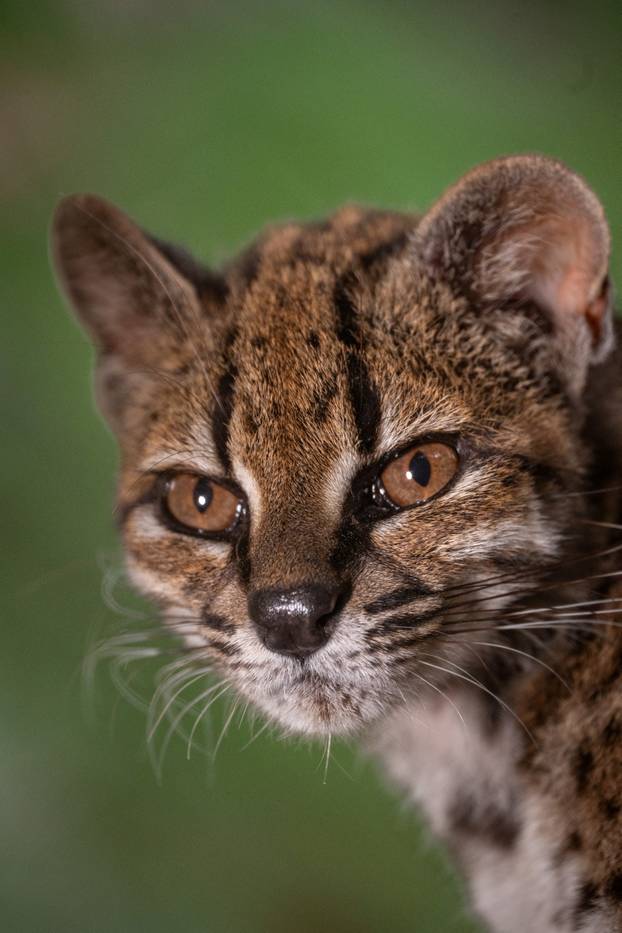 Leopardus tilcayo cat in Bolivia