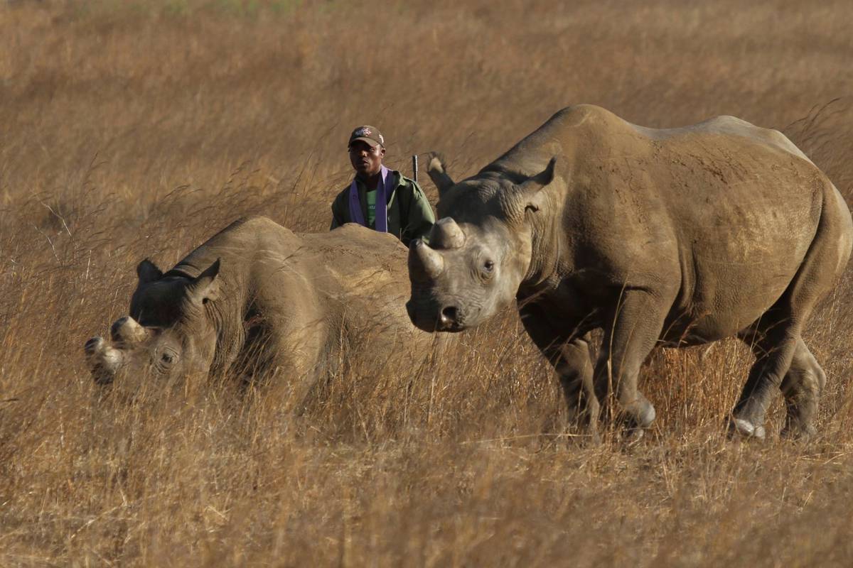 Znanstvenici spašavaju sjeverne bijele nosoroge od izumiranja: Ostale su samo dvije ženke