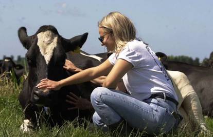 Pomazi kravu za manje stresa - danska hit metoda za opuštanje