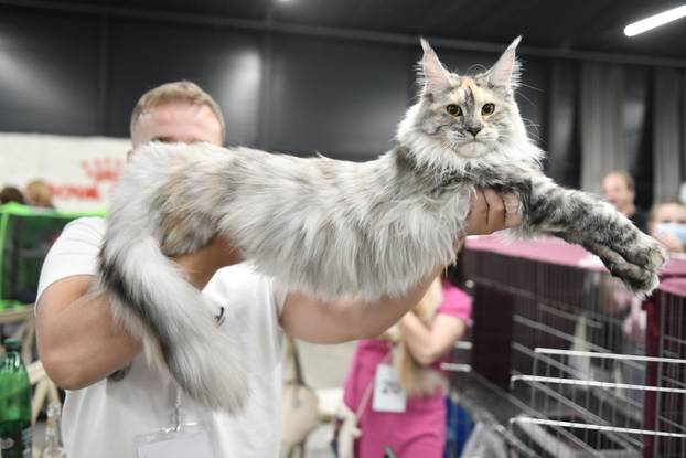 Zagreb: Međunarodna izlozba mačaka privukla brojne posjetitelje u Family Mall
