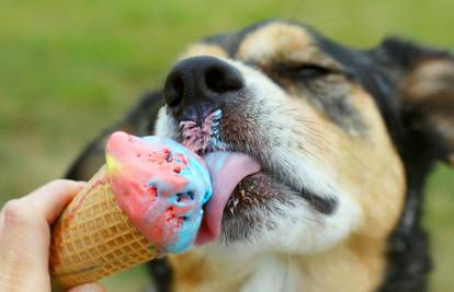 Ljeto je, pa slobodno napravite domaći sladoled i za svog psa