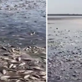 Šef ureda Zelenskog objavio snimku pomora riba na rijeci Dnjipro: 'Ekocid u režiji Rusije'