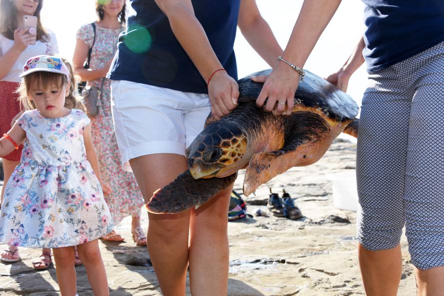 Kornjača Zdravka vraćena je u more nakon što se oporavila u pulskom Aquariumu