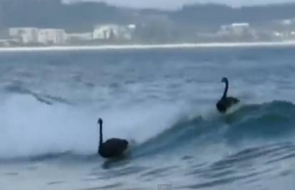I oni vole valove: Crni labudovi surfali na obali Australije