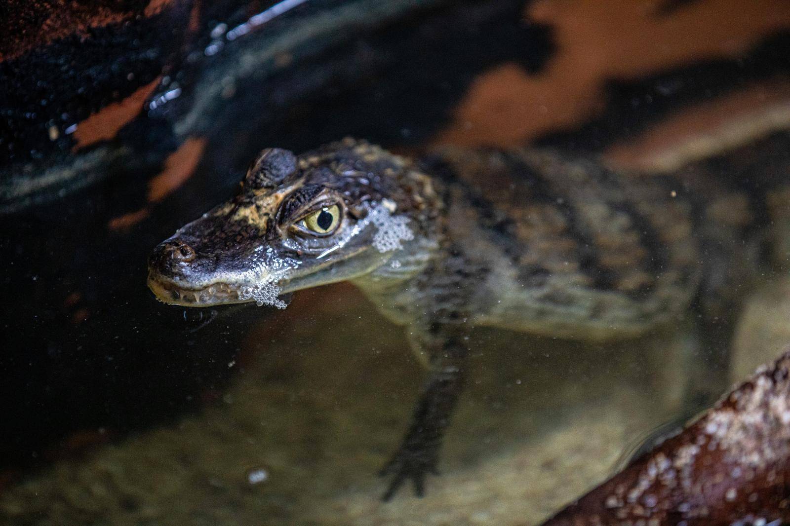 Nova atrakcija u Puli: Stiglo je osam malih kajmana naočara