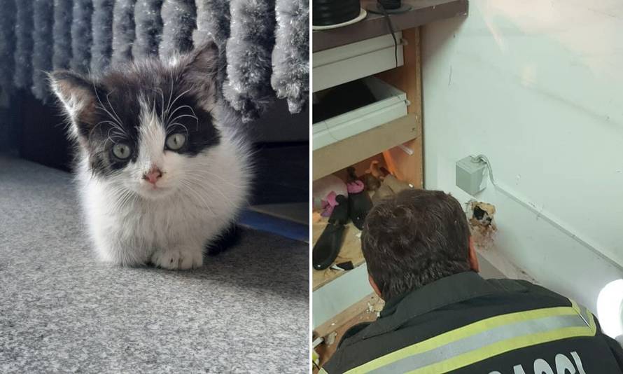 Mačić zapeo u zidu šivaonice, vatrogasci bušili zid da izađe...