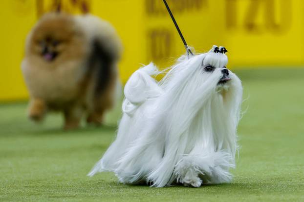 150th Annual Westminster Kennel Club Dog Show in New York City