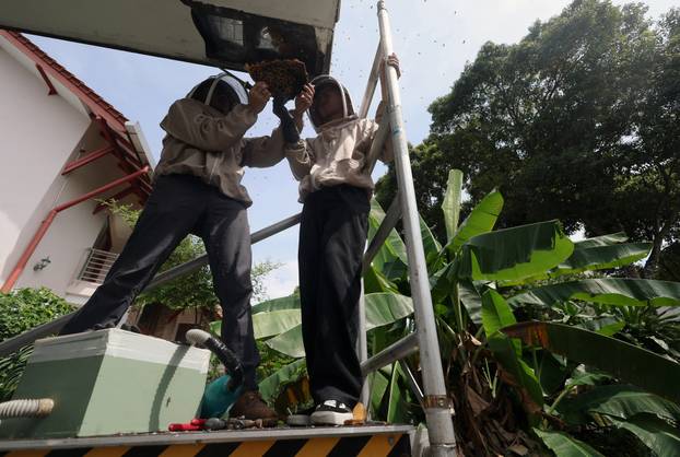 Bee rescuers Clarence Chua and Justus Teo remove a honeycomb from a bee nest in the roof of a house in Singapore