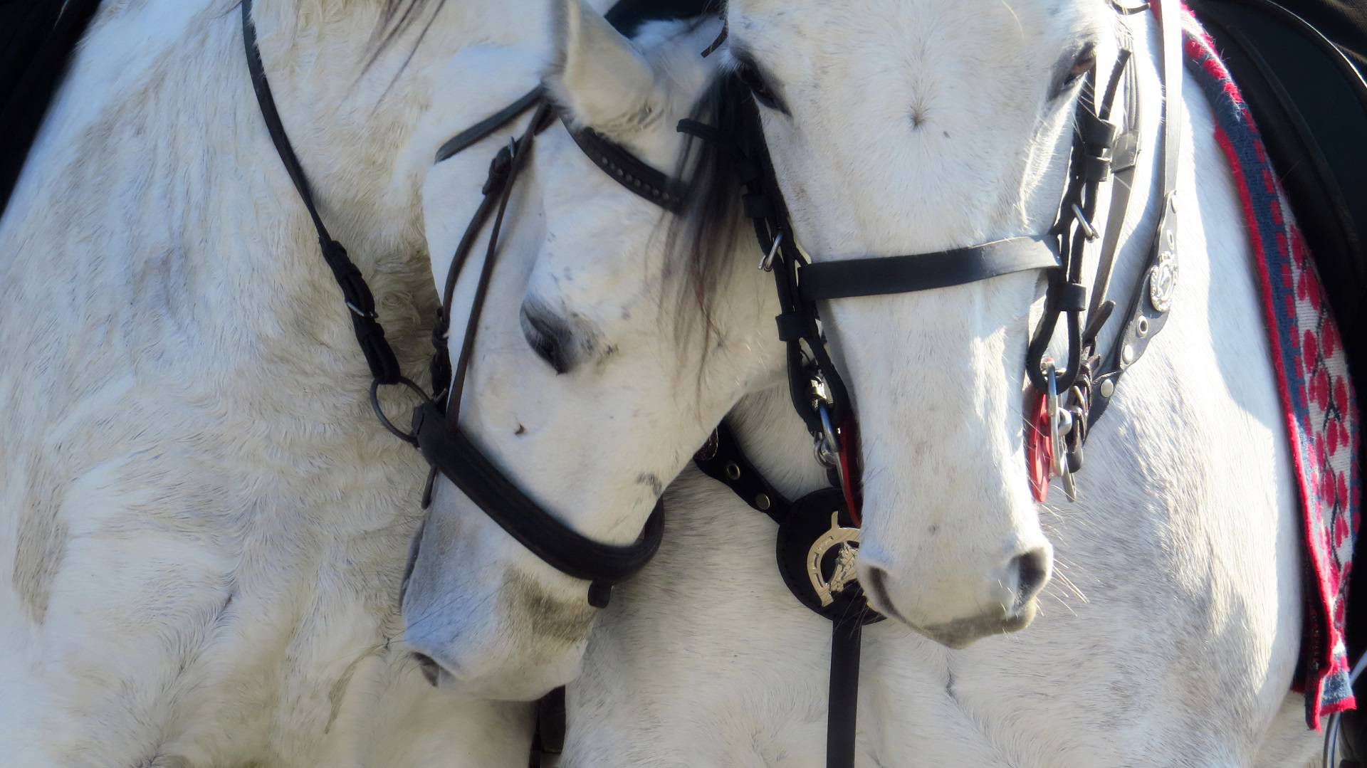 Vrijeme je poklada! Otkrivamo običaj zbog kojeg se isplati izlet u Brodsko-posavsku županiju