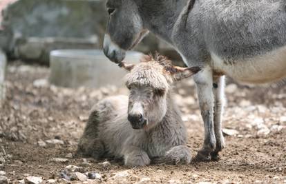 Turisti našli dva napuštena magarca na Kurbi Maloj: 'Loše su, popili su 20 litara vode'
