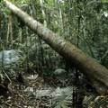 Zbog klimatskog sumita gradi se autocesta na zaštićenom dijelu Amazonske prašume...