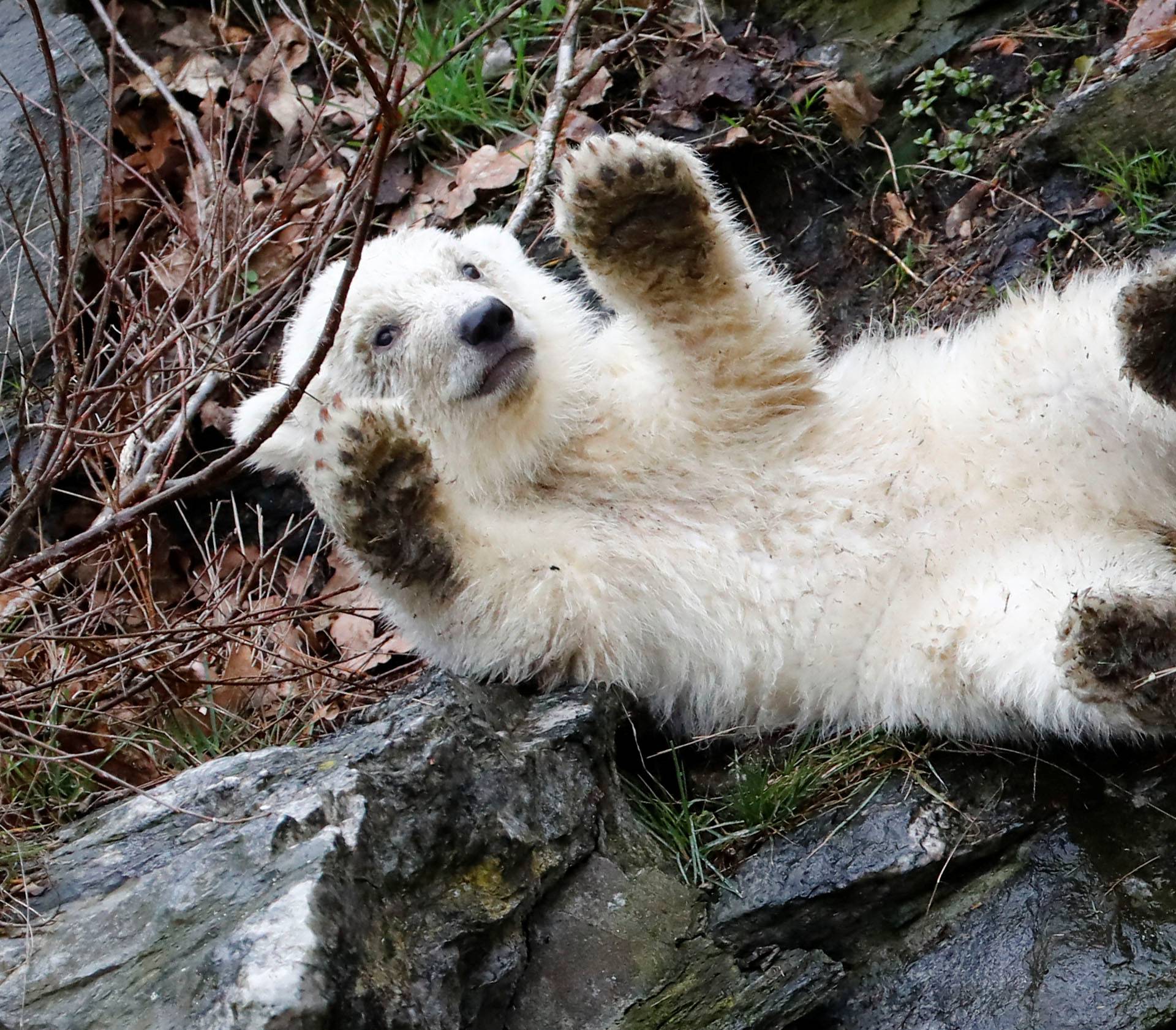 A female polar bear cub, born on December 1, 2018, is seen during her first official presentation for the media at Tierpark Berlin zoo in Berlin