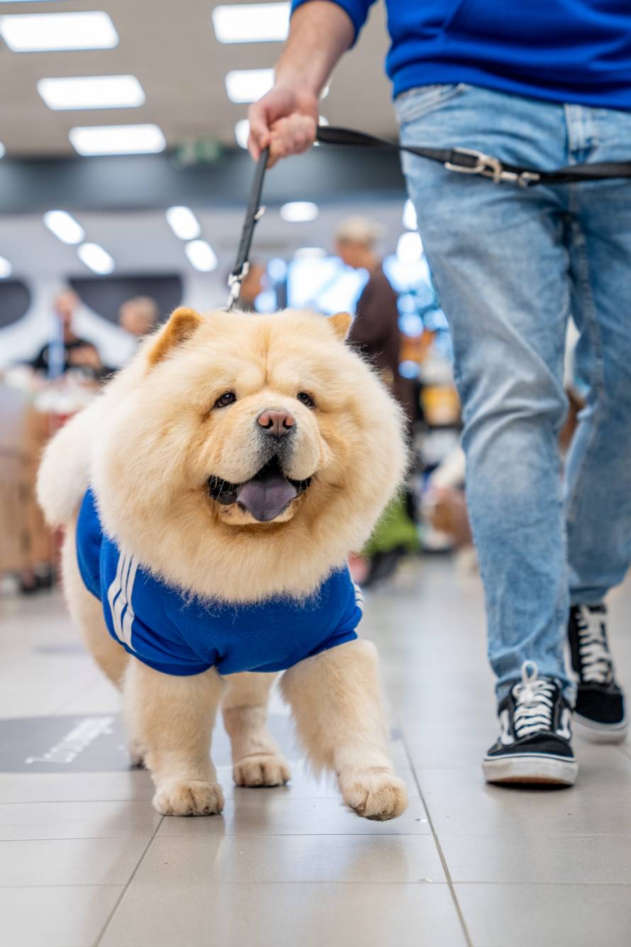 Nova razina iskustva kupovine za vlasnike kućnih ljubimaca