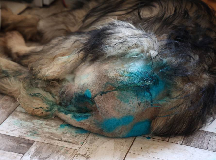 24sata Kistanje: Pas Shadow ranjen u borbi sa vukovima 