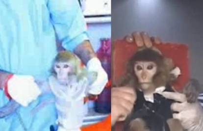 Madež netragom nestao: Jesu li Iranci poslali majmuna ili ne?