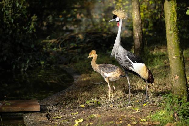 Zagrebački krunati ždralovi predstavljeni javnosti 