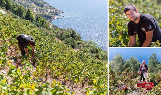 VIDEO Berba na Pelješcu samo za izdržljive: 'Lomimo ruke i noge dok beremo plavac...'