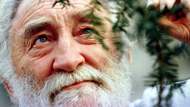 FILE PHOTO: Professor David Bellamy views a clipping from a 1,000 year-old Yew tree as he launched the Yew tree ..
