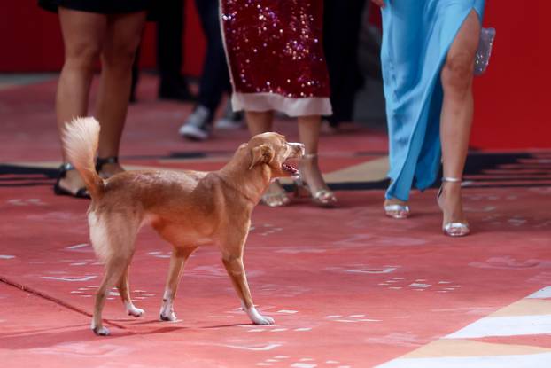 Sarajevo: Prvi crveni tepih treceg dana 31. Sarajevo Film Festivala