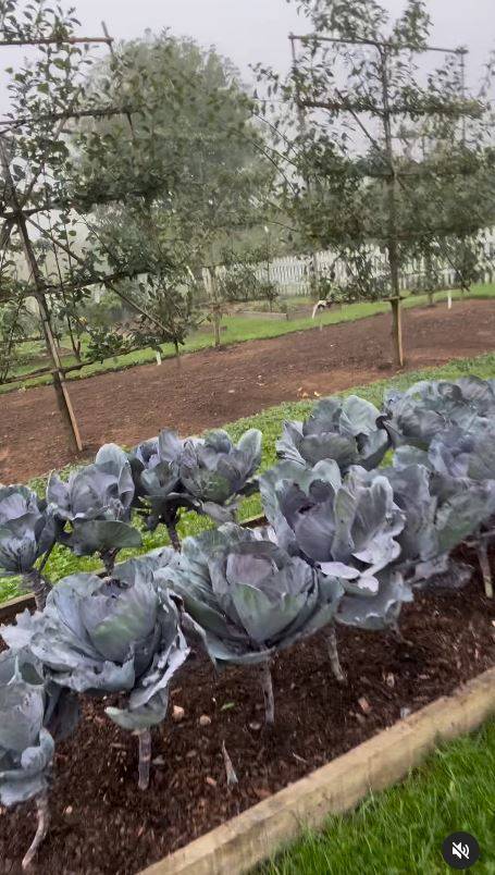 Nekad nogometaš, a danas kao farmer: Beckhamu kelj odlično raste, a dobar je i s kokama...