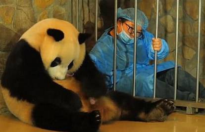 Snimka poroda preslatke pande obišla je i oduševila cijeli svijet