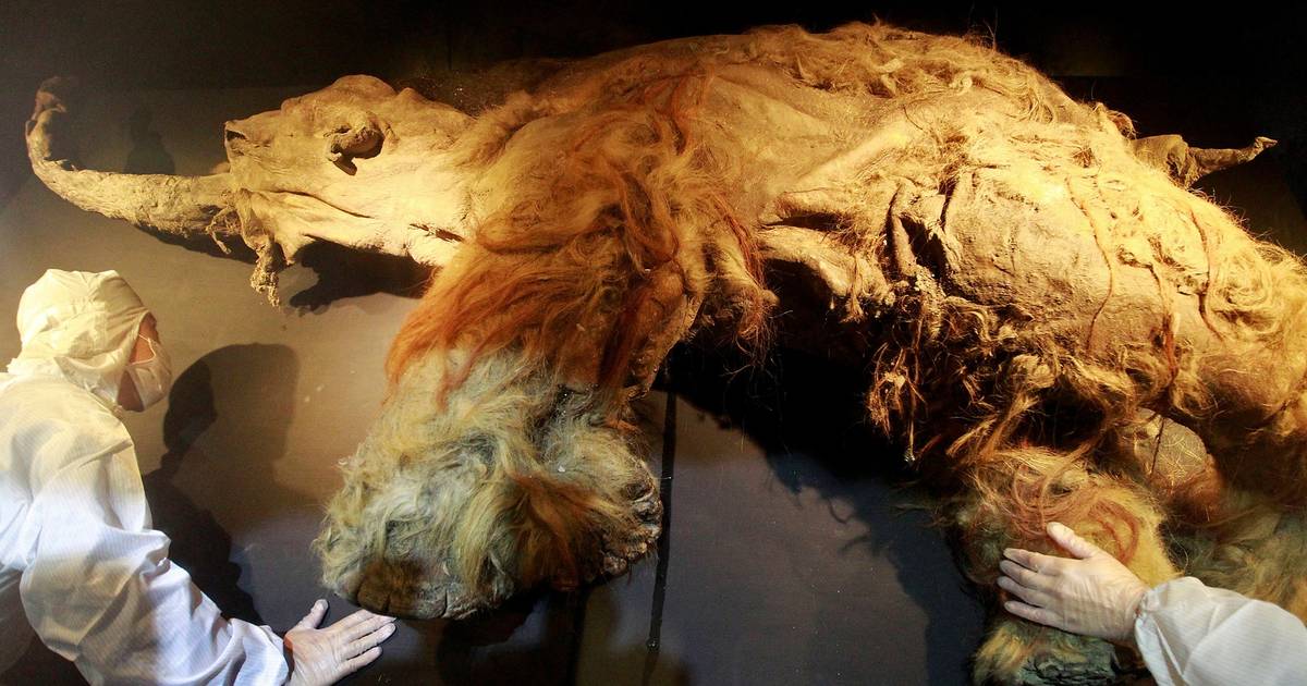 A big step forward towards the return of woolly mammoths