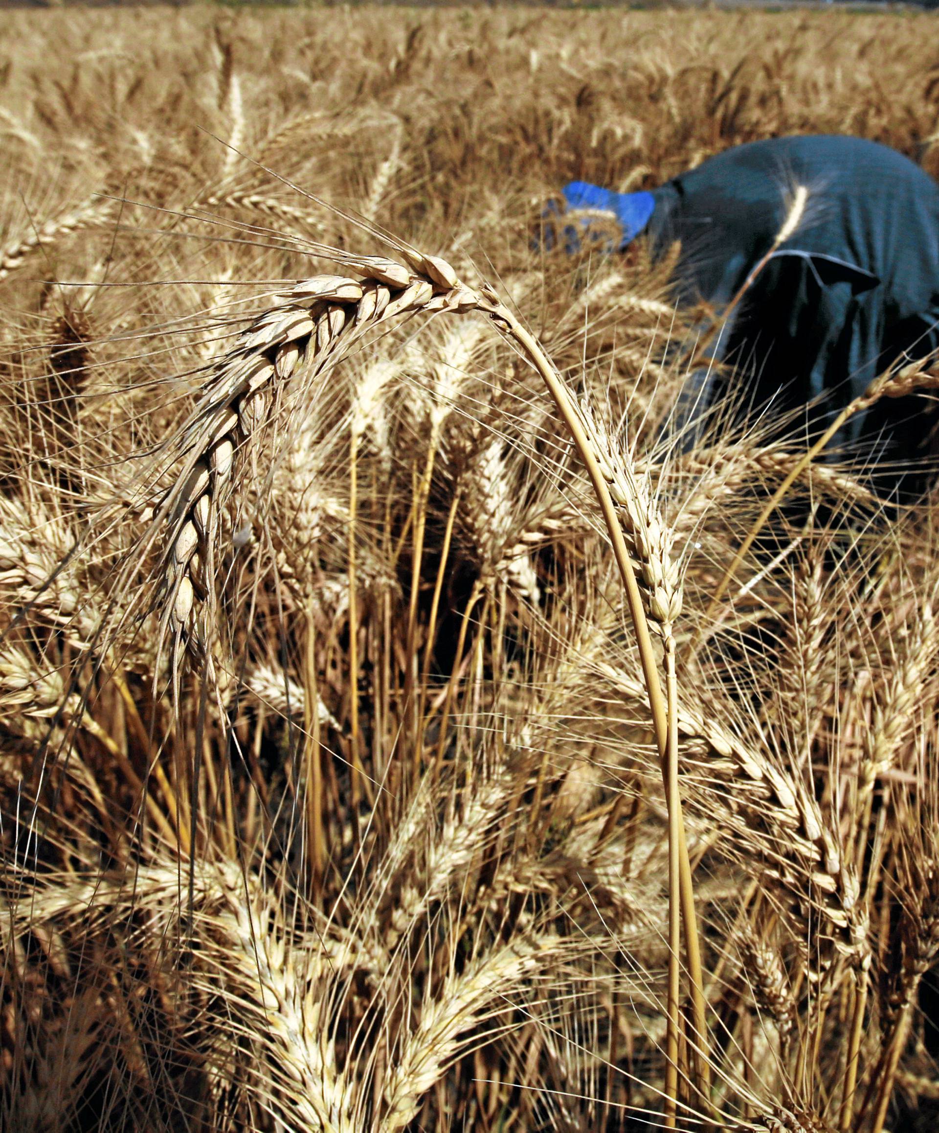 Wheat is seen in a field during the harvest on Qalyub farm in the El-Kalubia governorate, northeast of Cairo