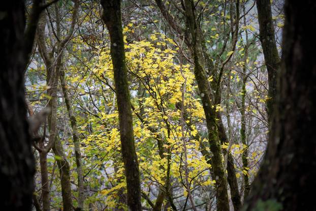 Vodice: Jesenja mističnost Ćićarije