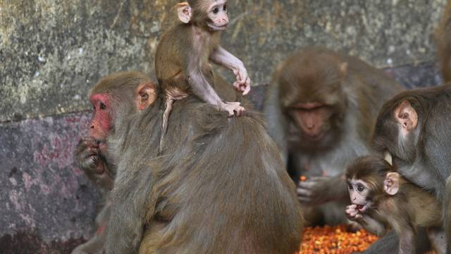 Japan: Primati postali atrakcija turistima