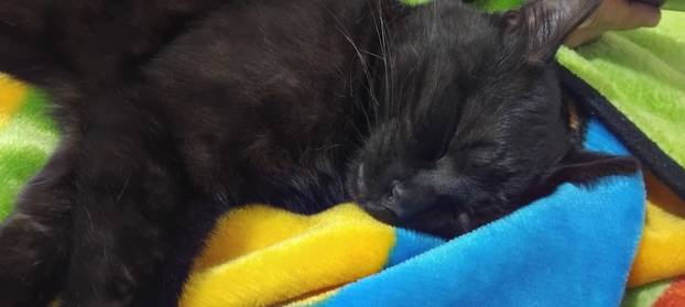 SUPER FOTKE vaših ljubimaca! Neki bi mogli biti viralni hit, ali svi su jednostavno neodoljivi