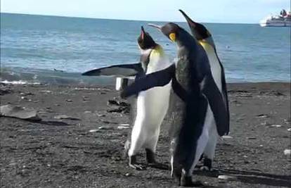 Smiješna svađa: Pingvini svoje razmirice rješavaju 'šamarima'