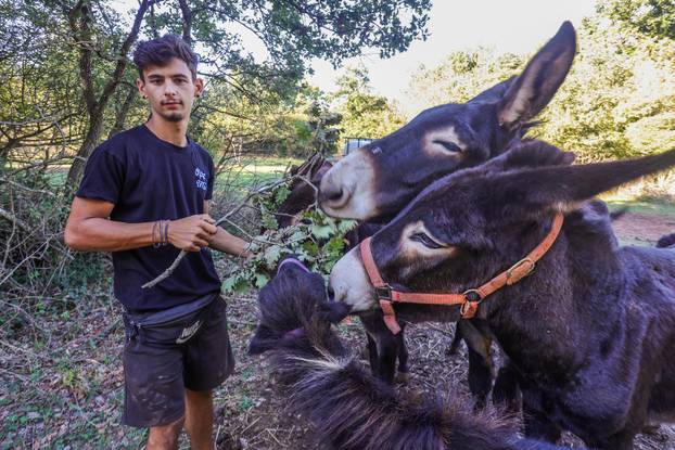 Vodnjan: Za Naj kozu 2025. godine izabrana je koza Jelena, vlasnika Mattea Muškovića 