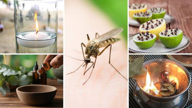 Trikovi kako se riješiti komaraca posve prirodno u kući i dvorištu