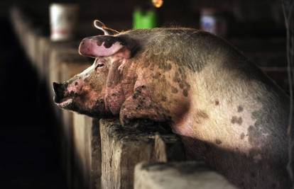 Vatrogasci su 'spašavali' obitelj od svinje koja prdi