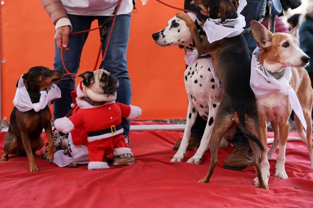 People and dogs take part in festive dog walk to raise money for flooded-hit Valencia shelters