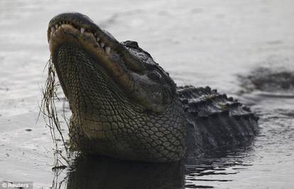 U utrobi reptila našli ostatke: Djevojčicu (7) pojeo krokodil?