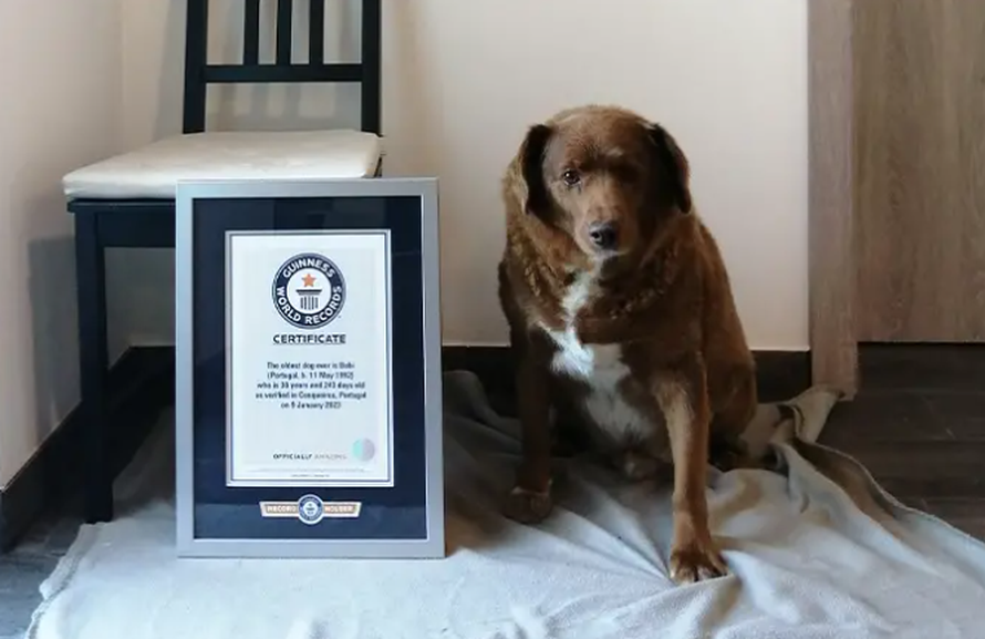 Bobi je najstariji živući pas: Ima 30 godina i još uvijek je zaigran