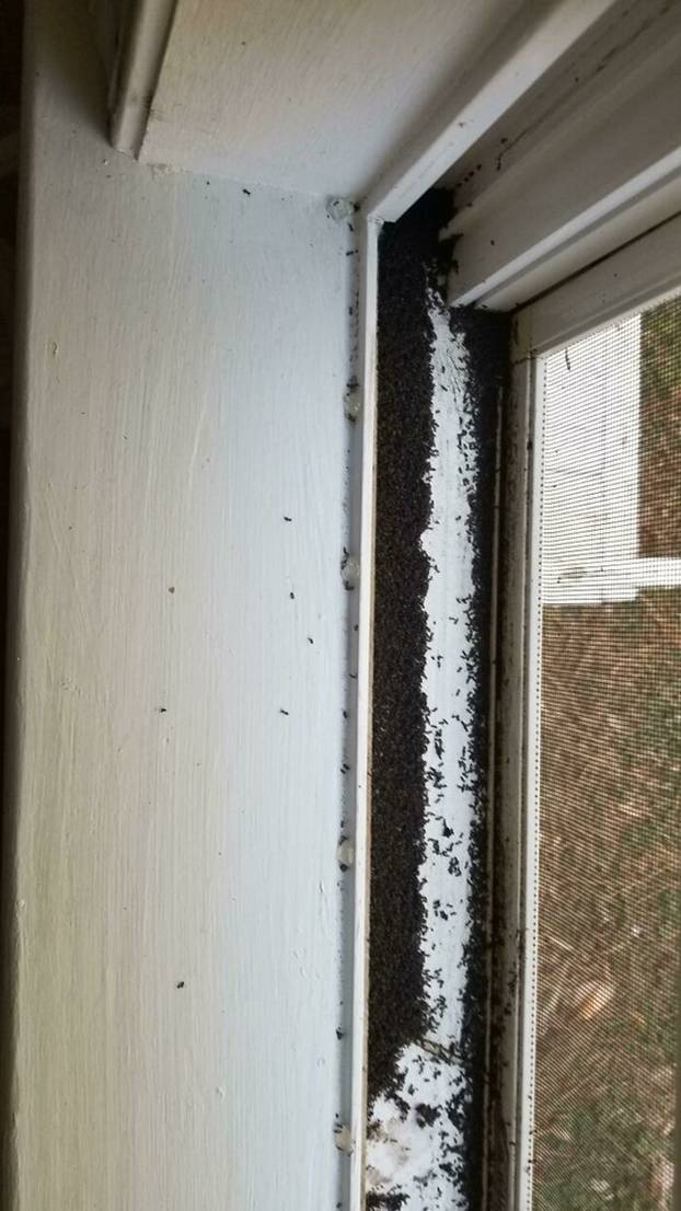 FOTO Jezivo! 16 ljudi preselilo u nove domove, dočekalo ih ovo: Oltari za magiju, lutke, zubi...