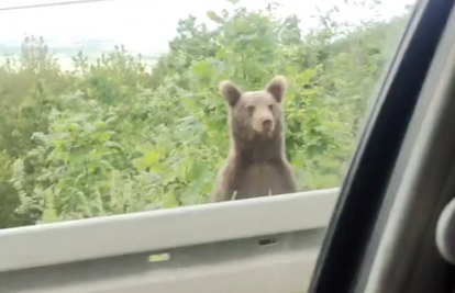 VIDEO Gdje si, medo?  Snimka ličkog mede koji znatiželjno viri preko ograde postala viralni hit