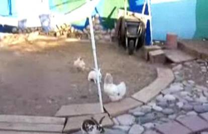 Kokoši razdvojile dva zeca koji su se tukli u dvorištu