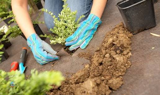 Kako s folijama suzbiti korov bez herbicida?