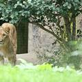 Lavovi pobjegli iz nastambe u zoološkom vrtu u Sydneyju