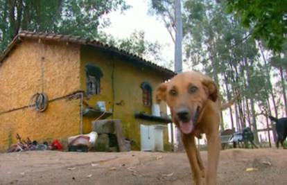 Pas živi na smetlištu i brine se da njegova obitelj nije gladna
