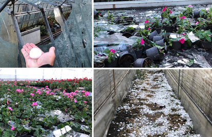 Nevrijeme uništilo gotovo pola hrvatske proizvodnje cvijeća: 'Tuča kakvu ovaj kraj ne pamti'