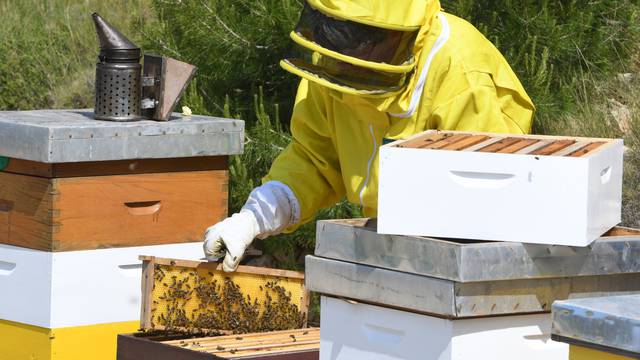 Šibenik: Pčelari Žarko Peran i Ante Bulat, članovi udruge 112 za pčele