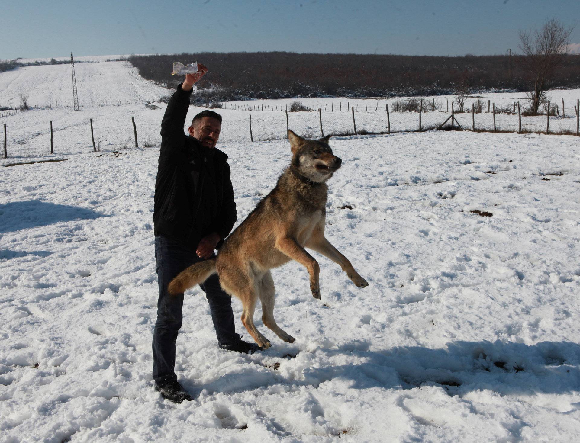 Hysni Rexha plays with his wolf Trump in Gjakova