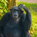 Poput ljudi, i čimpanze u starijoj dobi biraju važna prijateljstva