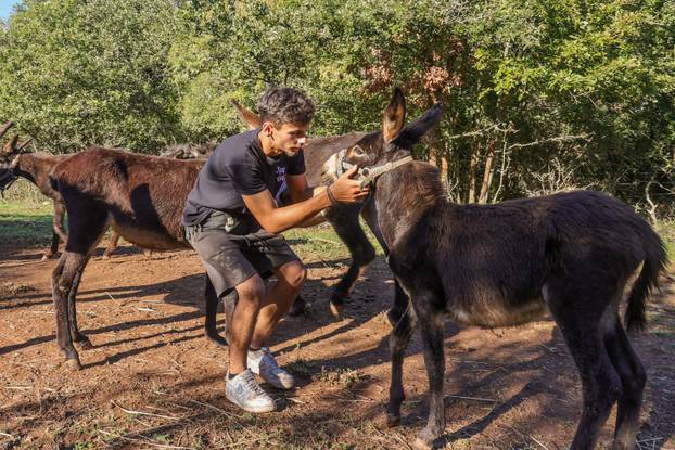 Vodnjan: Za Naj kozu 2025. godine izabrana je koza Jelena, vlasnika Mattea Muškovića 