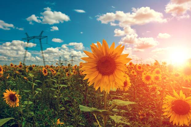 High-voltage power lines in the field with sunflowers at sunset.